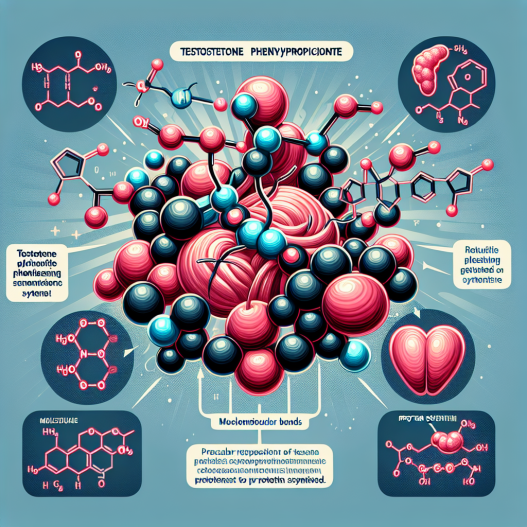 Effet du phénylpropionate de testostérone sur la synthèse protéique